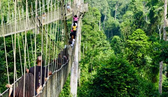 Kakum National Park - Scenery Image