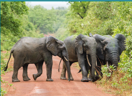 Mole National Park - Scenery Image